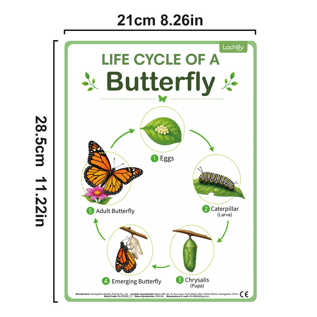 어린이를 위한 자연 생명주기 교육용 포스터 8개 세트  - Kids Nature Education 리뷰 및 가격